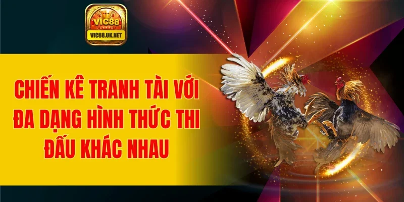 Chiến kê tranh tài với đa dạng hình thức thi đấu khác nhau